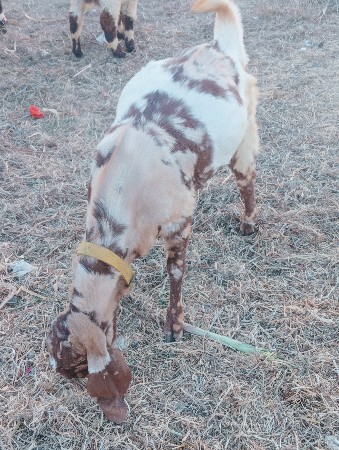 થંબનેલ 2