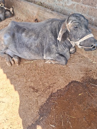 થંબનેલ 2