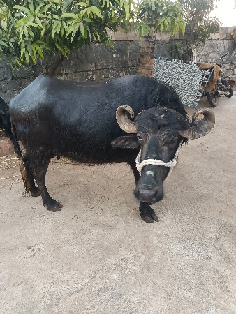 थंबनेल 3