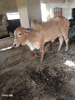 ગીર હૉડકી વૅચવાની છૅ