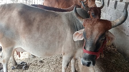 ગાય વેચવાની છે