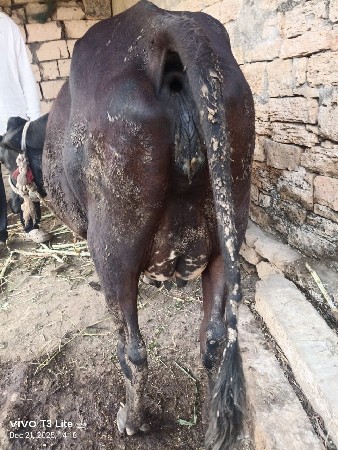 ક્રોસ પેલિ વેતર