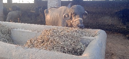 થંબનેલ 3