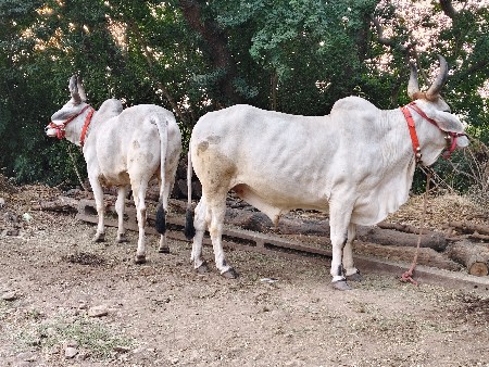 છ દાતે ગોઢલા વહેંચવા ના છે.
