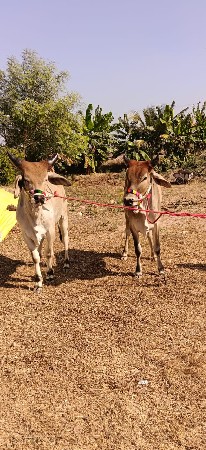 મકડા ગોદલાવેચવાના છે