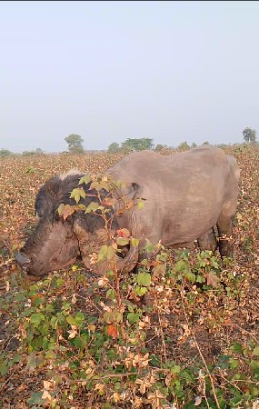 જાફરાબાદી પાડો