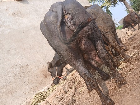 વ્યાણલ છે પારુ નથી