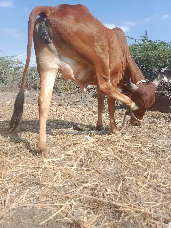 હોડ‌ કીઈ