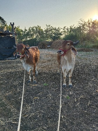 थंबनेल 3