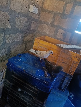 full udan Jodi price 600