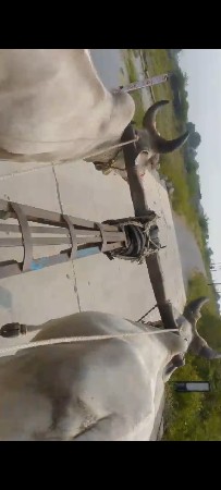 ચાર દાતે વાસડાવેચવાનાછે