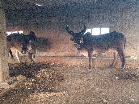 બળદ વેચવાના છે