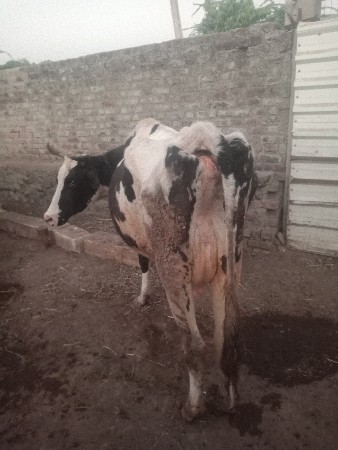 એચએફ ગાય વેચવાની છે