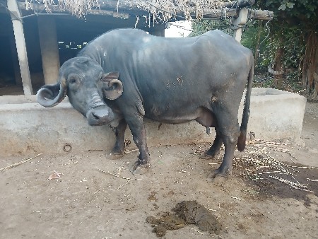 थंबनेल 3