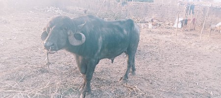 પાડો વેચવાનો છે