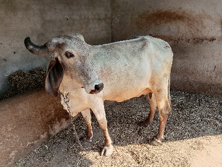 ગાય વેચવાની છે