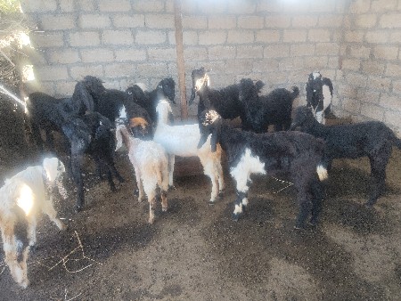 બકરા વેસવાનાસે બાર સે બે ગાભણ સે