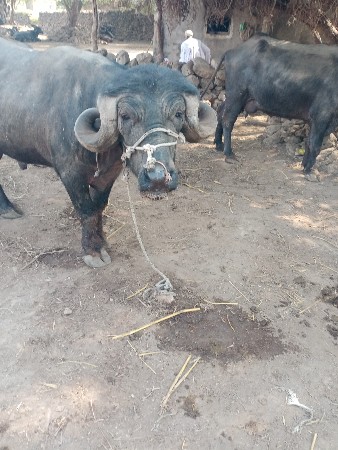 પાડો વેચવાનો છે