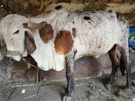 ગીર હોડકું