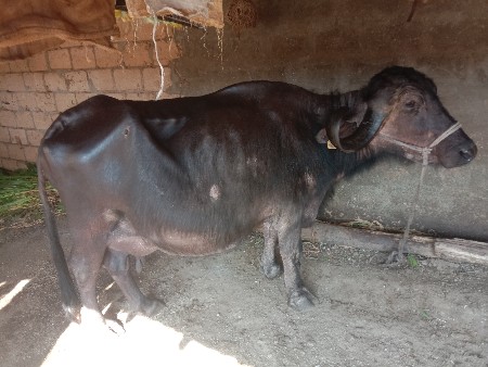 थंबनेल 2