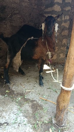 4 બકરીઓ વેચવાની છે