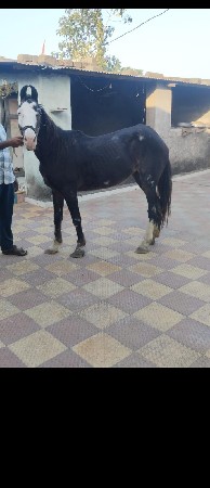 સાટા કરવાના ઘોડી હોય તોજ