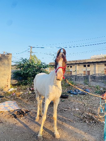 थंबनेल 2