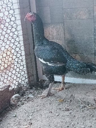 લતીફ. ભાઇ