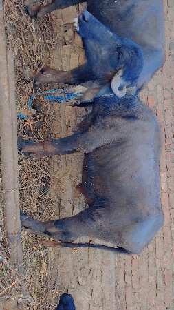 थंबनेल 3