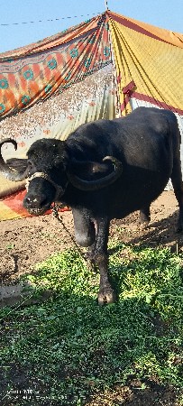 આ ભેંસ વેચવાની છે