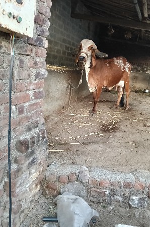 ગીર ગાય વેચવા ની છે