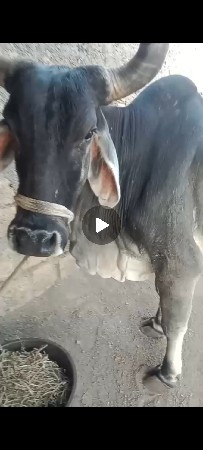 પ્યોર કાંકરેજ ગાય વેસવા ની છે.