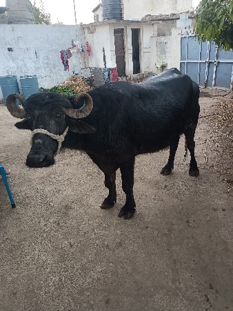 थंबनेल 2