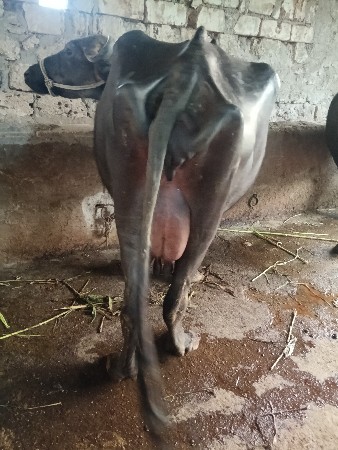 थंबनेल 2