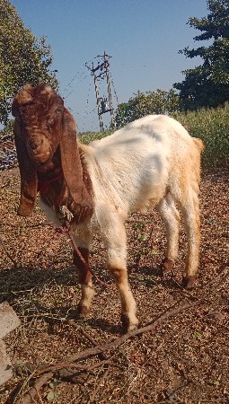 थंबनेल 3