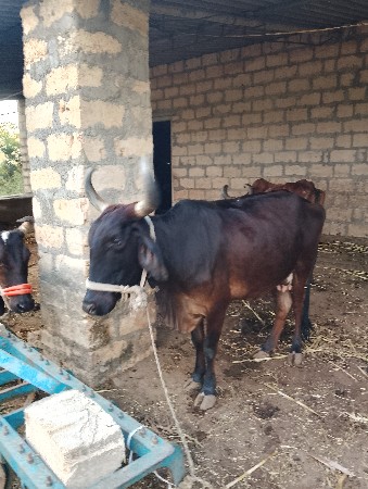 थंबनेल 3