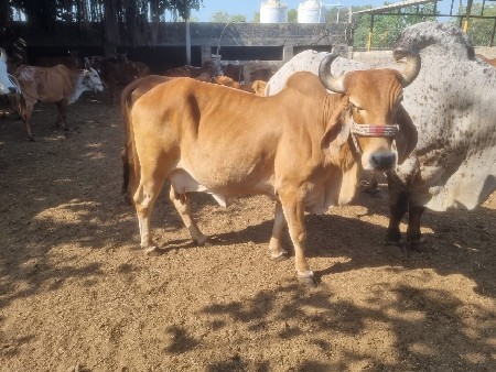 બે ગાયો વેચવાની છે