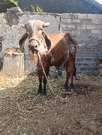 થંબનેલ 2