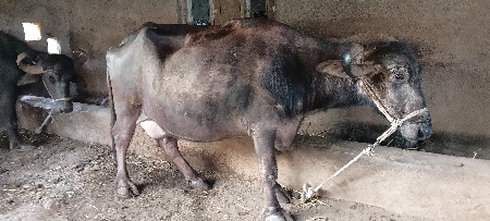 थंबनेल 3