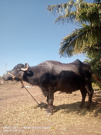આ ભેંસ વેચવાની છે
