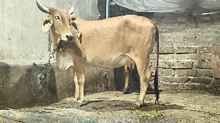 थंबनेल 2