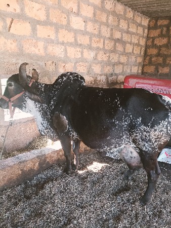 ગાય વેચવાની છે