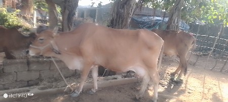 મસરી ભાઈ મો 9723435558