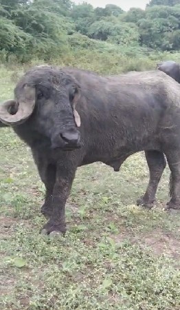 પાડો વેચવાનો છે