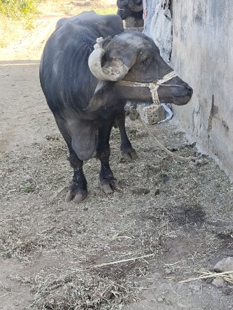 थंबनेल 2