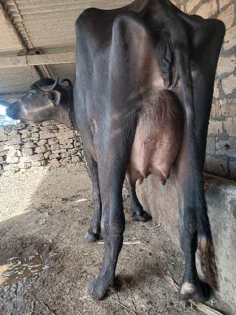 આખડાયવેશવાનિછે