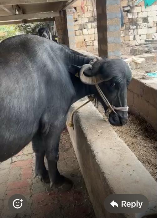 थंबनेल 3