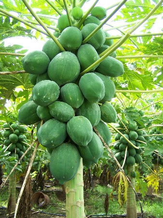 પપૈયા નું બી વેચવાનું છે