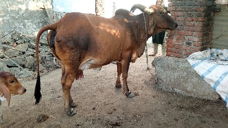 દેશી ગાય