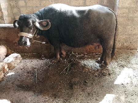 વેચવાની છે